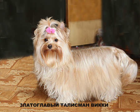купить щенка золотого йорка в питомнике в Москве.