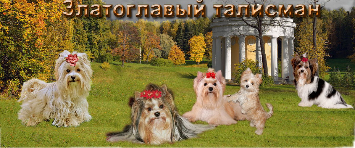 бивер и голддаст