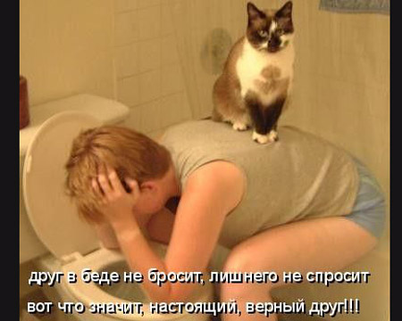 кошка