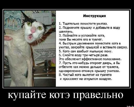 кот