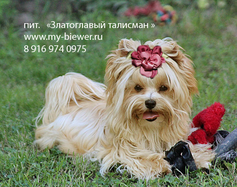 очаровательная сука голдаст йорк