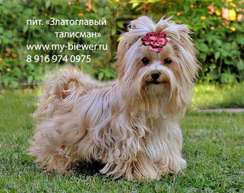 Голддаст йорк ДЕЗИ ЛАС ВЕГАС