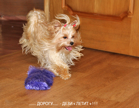 голддаст