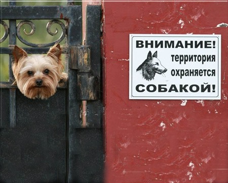 йоркширский терьер