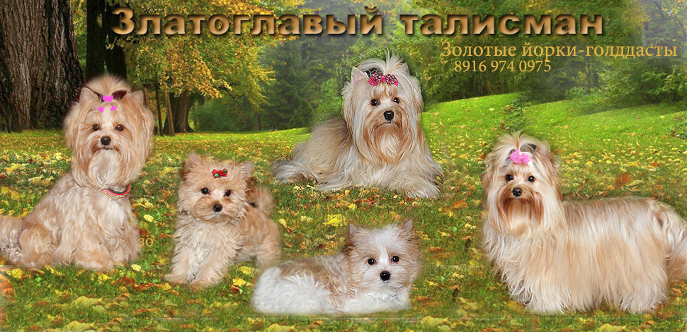голддаст йорки - золотые йорки